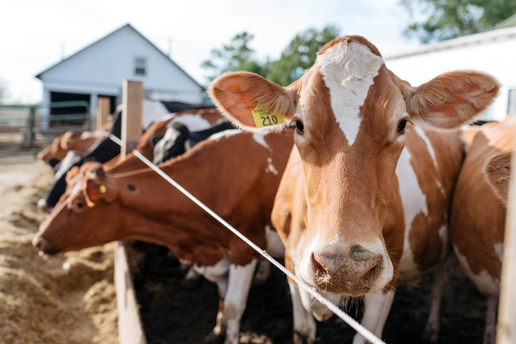 Domestic and imported feed