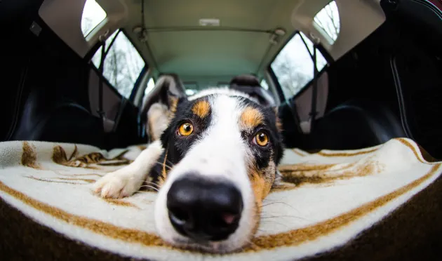 The dos and don’ts of driving with your dog 