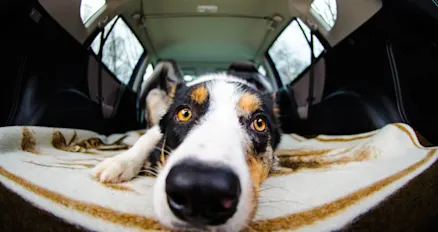 The dos and don’ts of driving with your dog