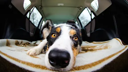 The dos and don’ts of driving with your dog