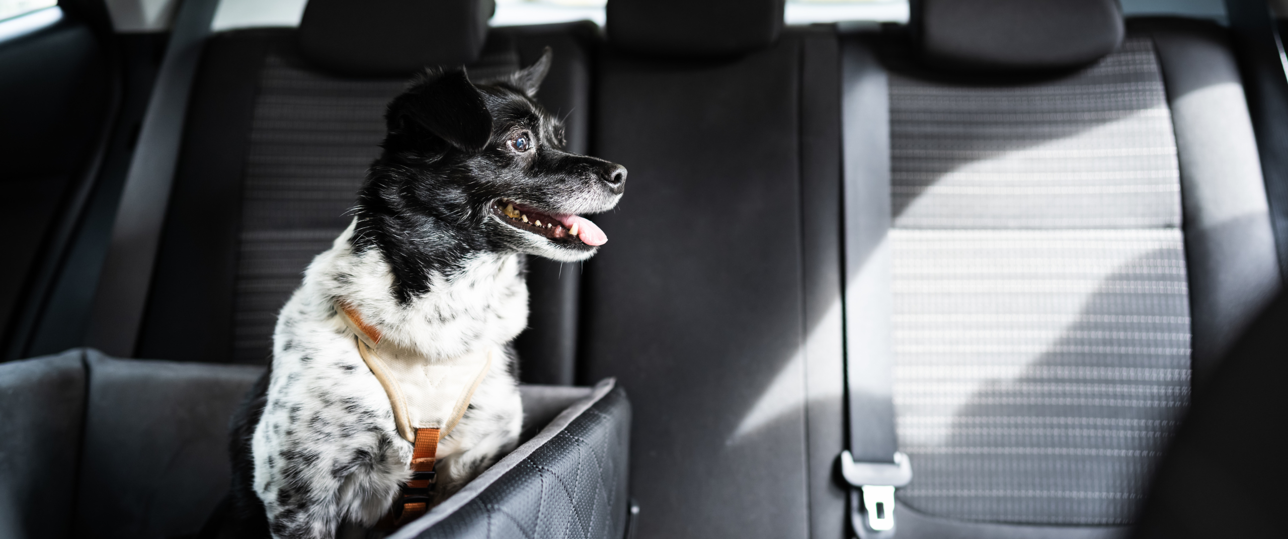 How to safely secure your dog in a car