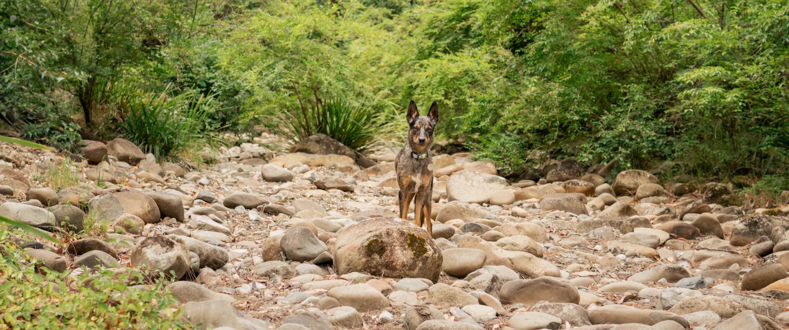 The best dog-friendly camping spots in NSW