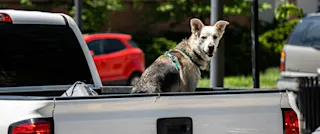 Australia’s love affair with utes: more than just a workhorse