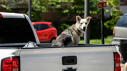 Australia’s love affair with utes: more than just a workhorse