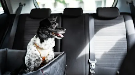 How to safely secure your dog in a car