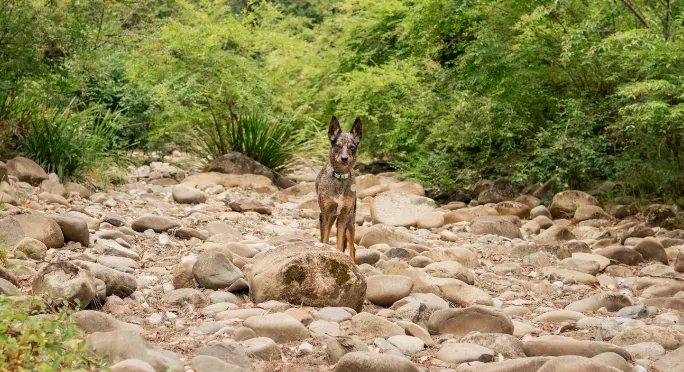 The best dog-friendly camping spots in NSW