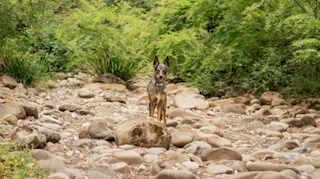 The best dog-friendly camping spots in NSW