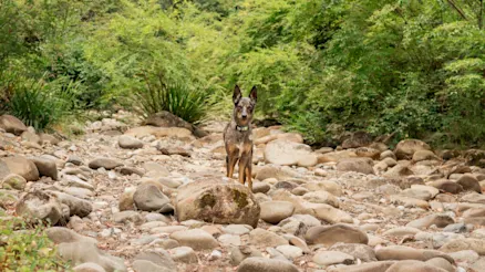 The best dog-friendly camping spots in NSW