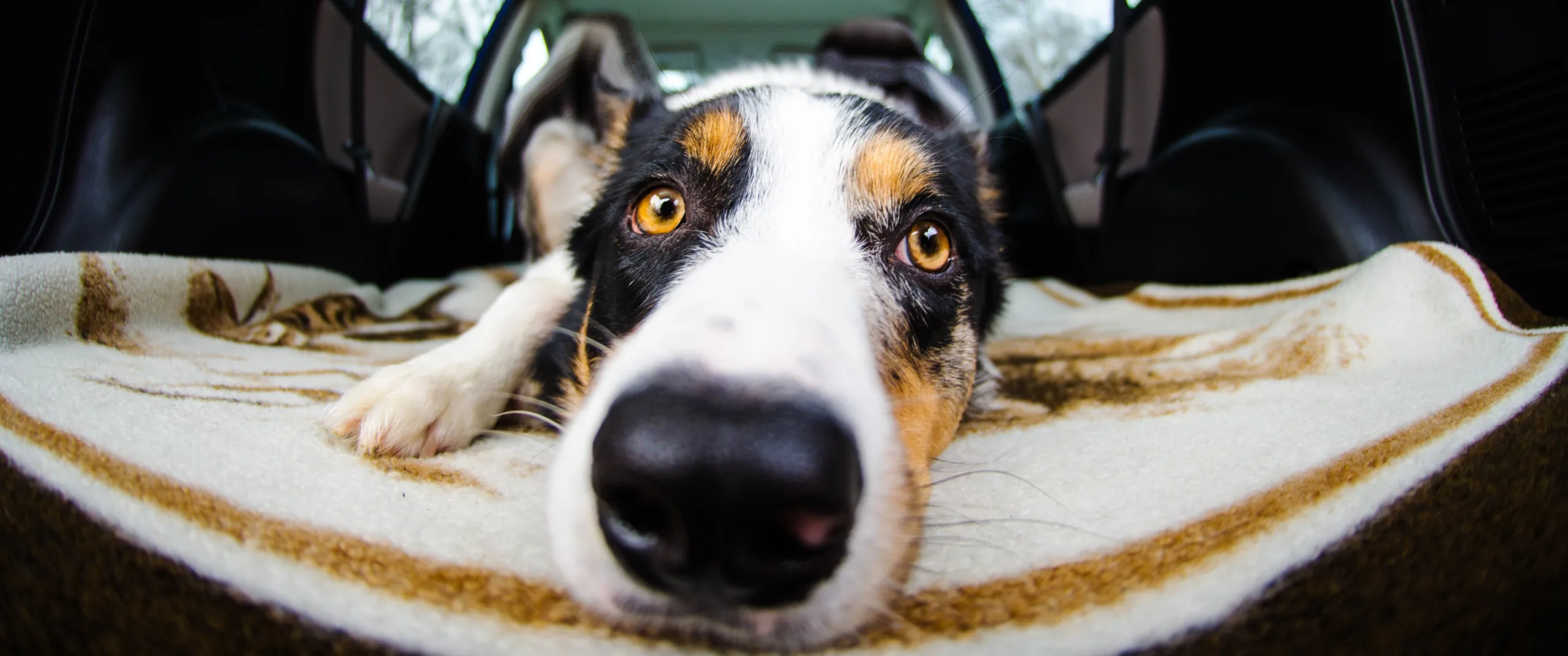 The dos and don’ts of driving with your dog 