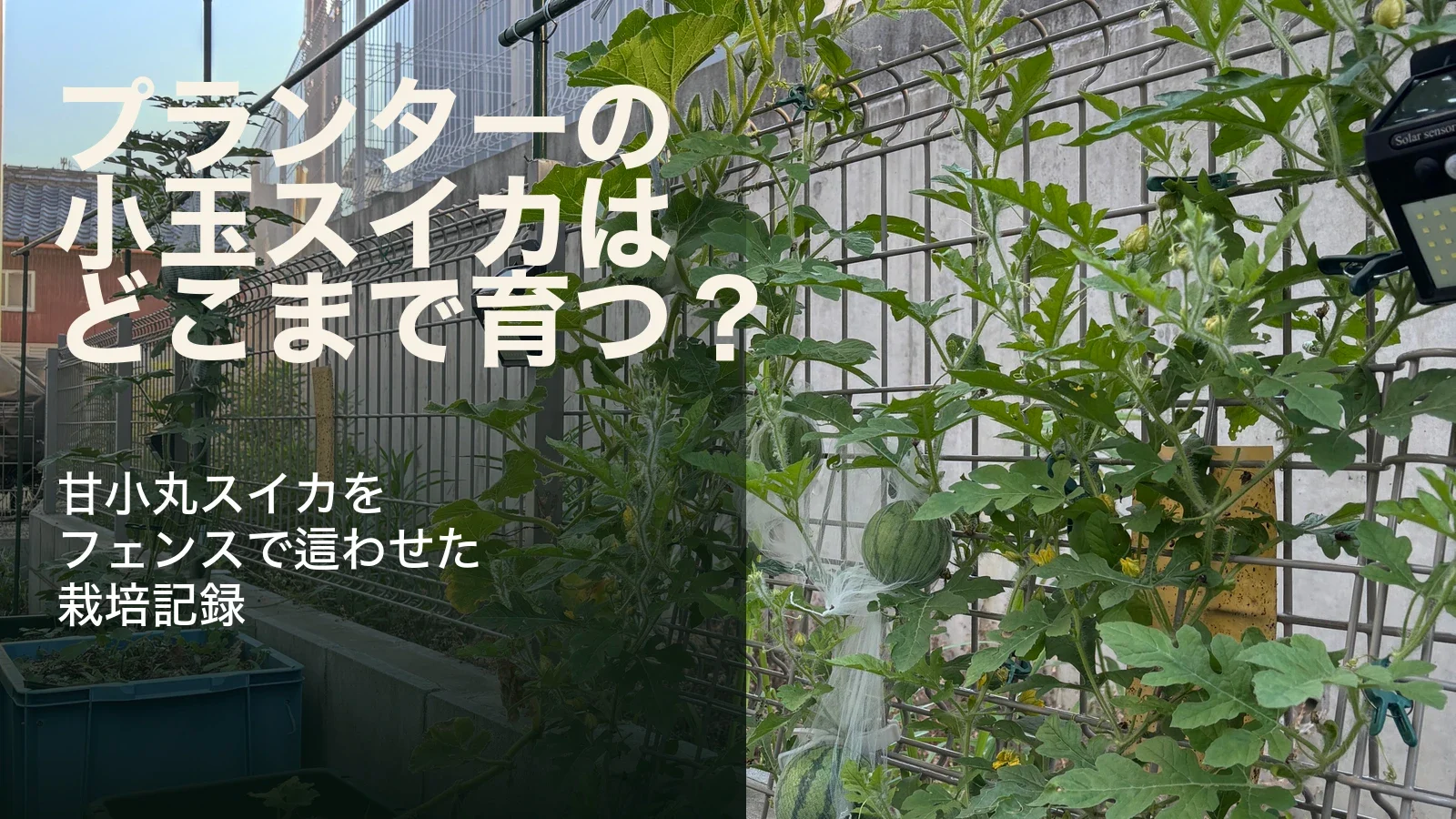 記事 slug: planter-small-watermelon-growth-record 用の 16:9 hero image
