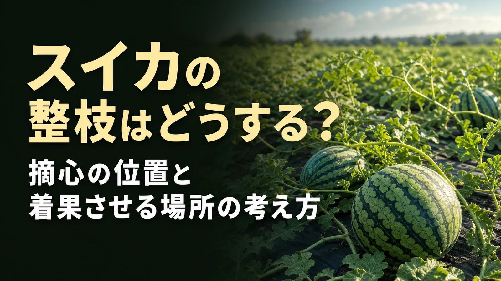 スイカの整枝はどうする？ 摘心の位置と着果させる場所の考え方 / slug: watermelon-pruning-pinching-fruit-set-position