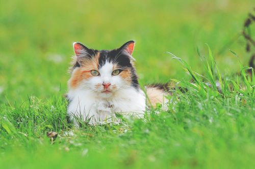 Rat and mouse poison toxic for cats