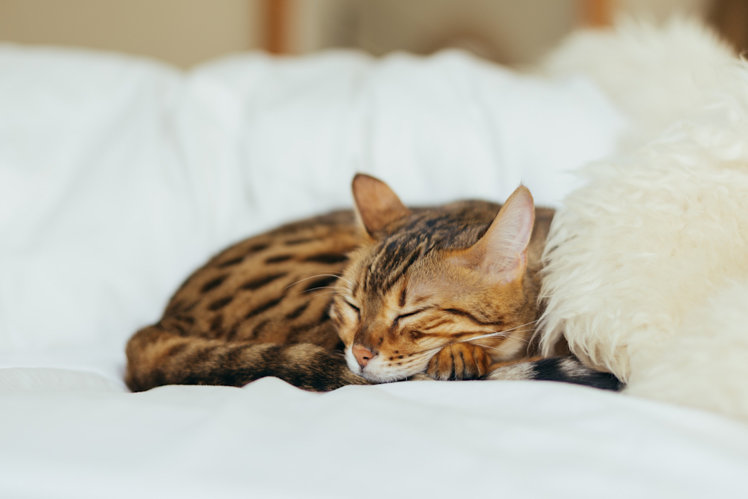 Paracetamol is toxic to cats