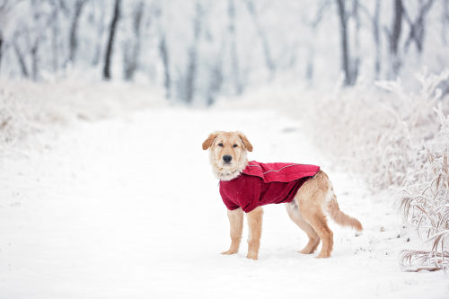 Hur du skyddar din hund under vinter och kyla