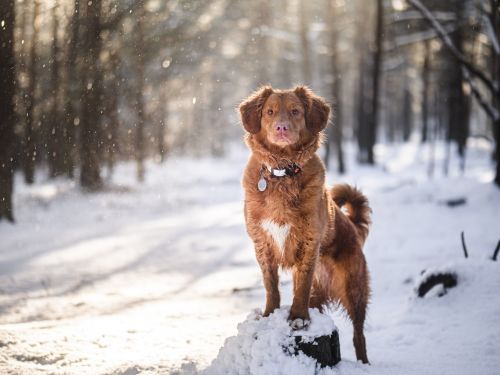 Förbered dig och din hund för kylan i vinter 