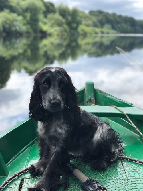 Hund på båt