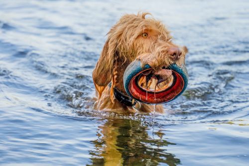 Hund i vatten