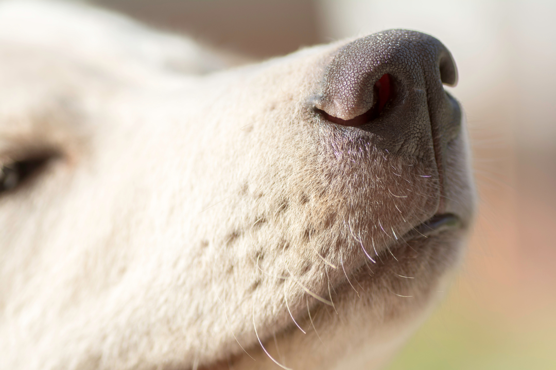 Everything you need to know about the dog activity nosework!