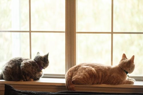 Flera katter i hushållet kan orsaka stress hos vissa individer