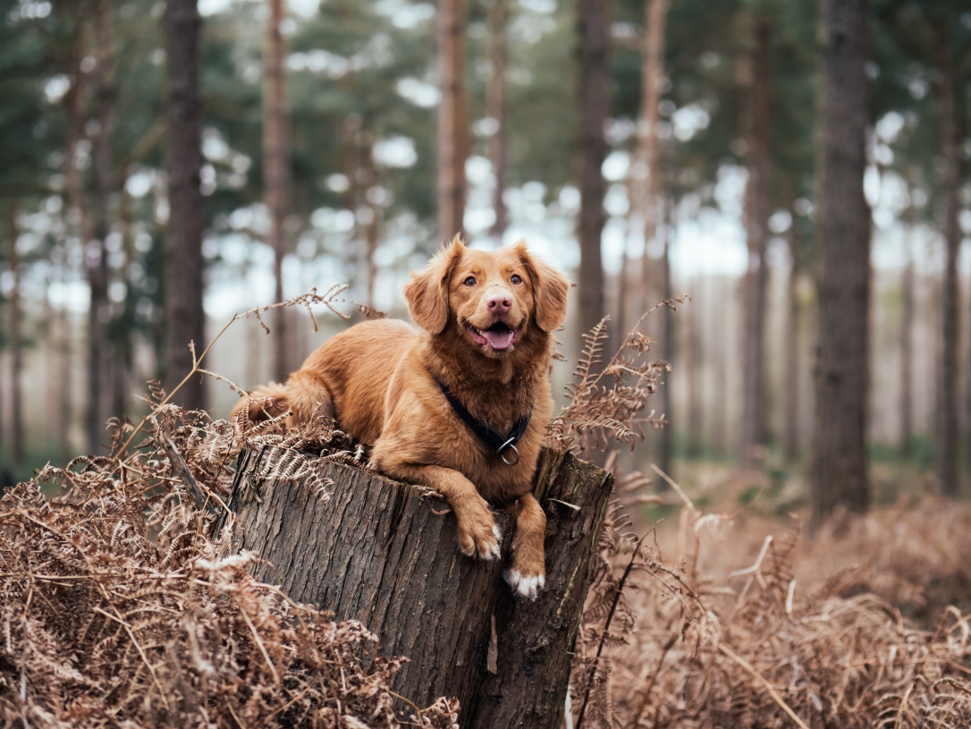 Hund i skogen