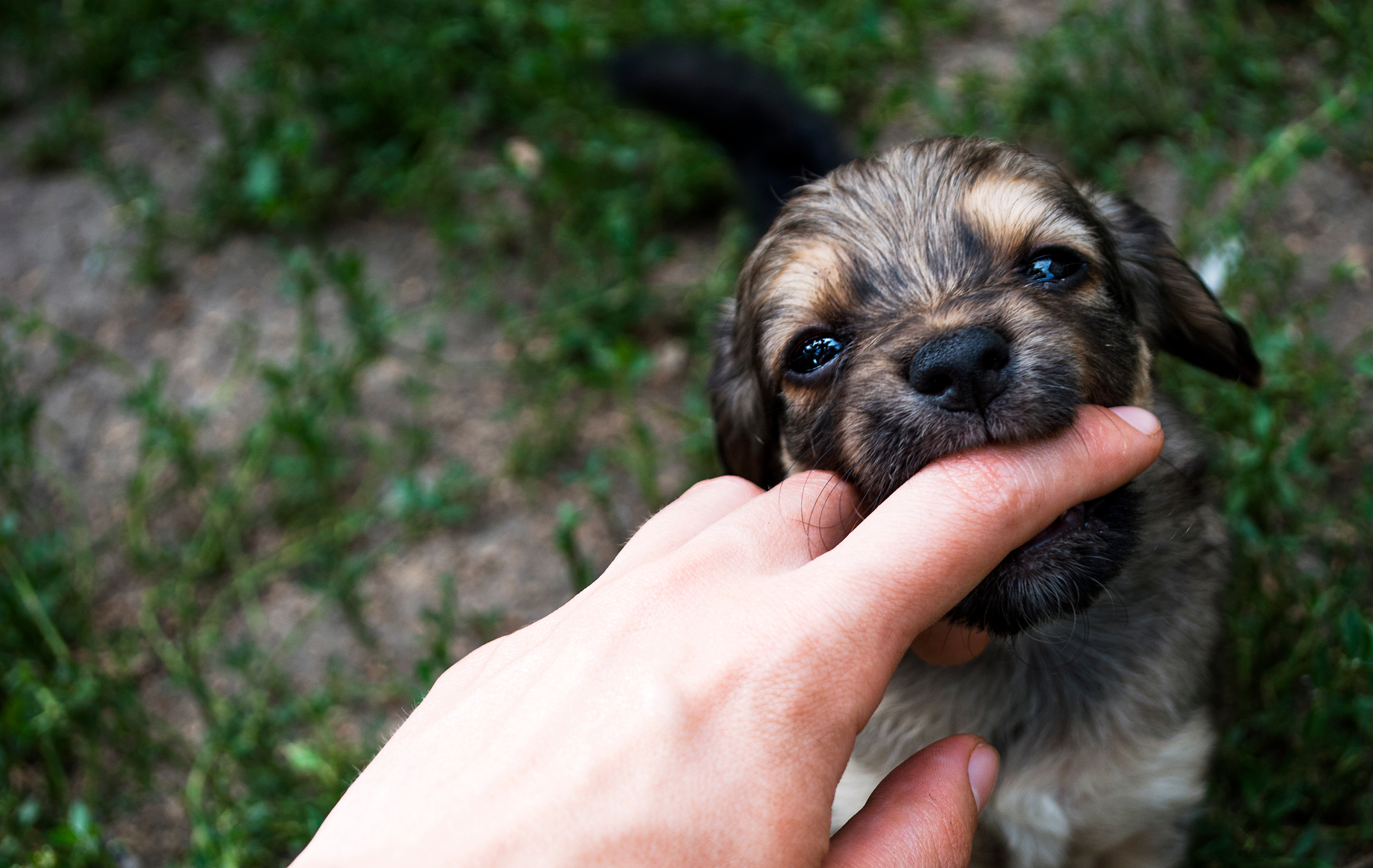What to do when your puppy bites your hands - Lassie - What To Do When A Puppy Bites A Family Member