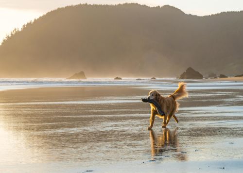 Hund på strand
