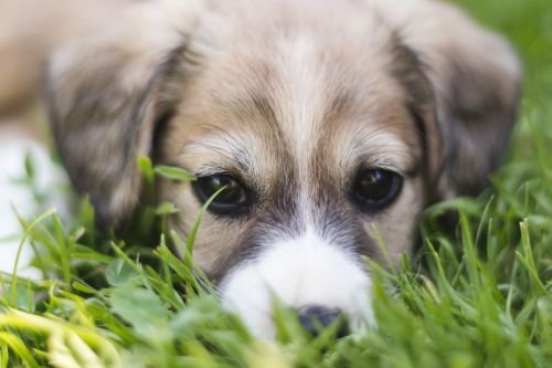 Parasite-induced diarrhoea in puppies