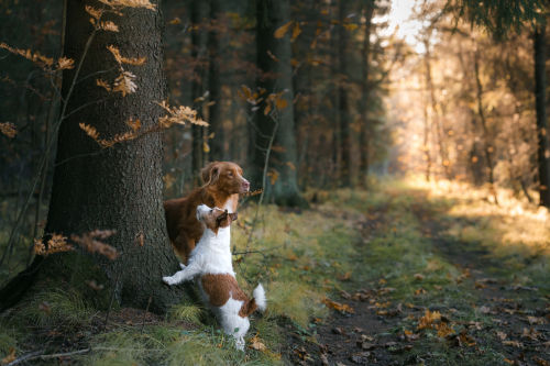 5 övningar för roligare promenader med din hund