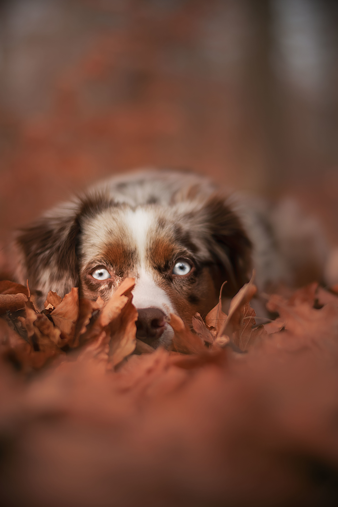 Thats why acorns are toxic to dogs Lassie