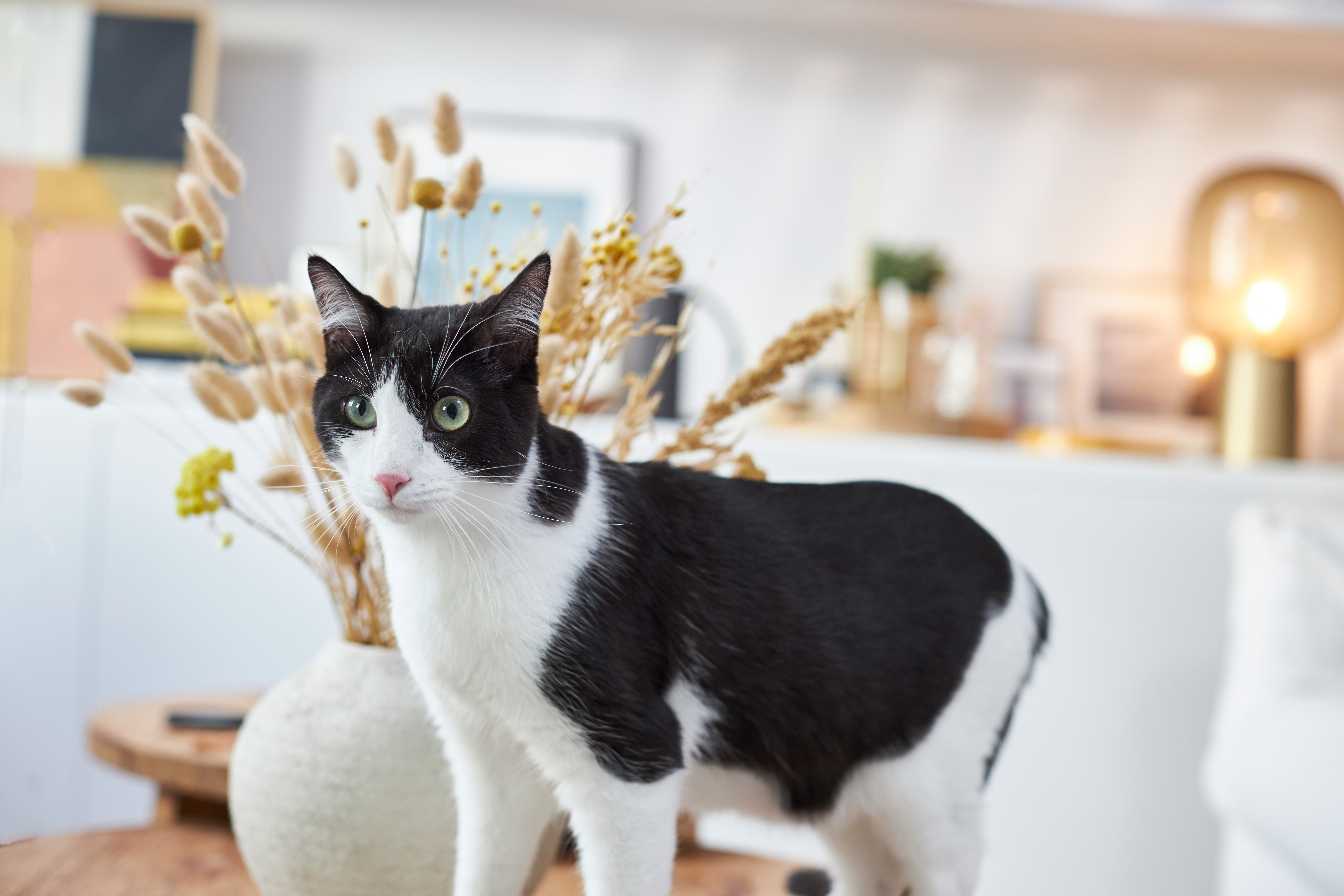 How to help your cat during the New Year and fireworks - Lassie
