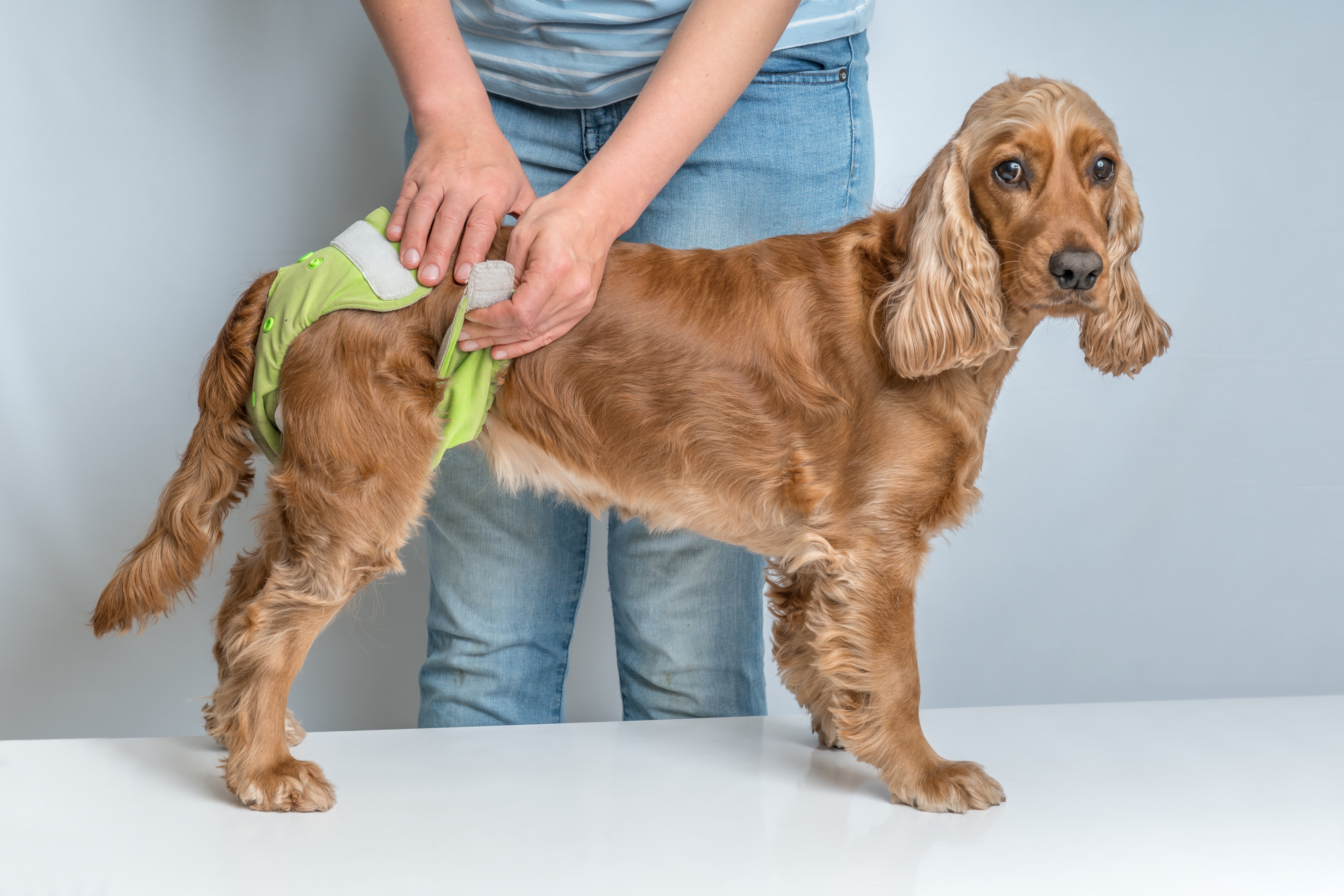 Pflanzen, die fr Hunde giftig sind - Lassie Tierversicherung