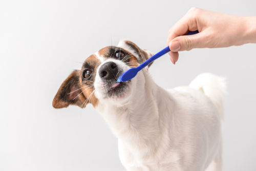 På detta sätt tar du hand om din hunds tänder