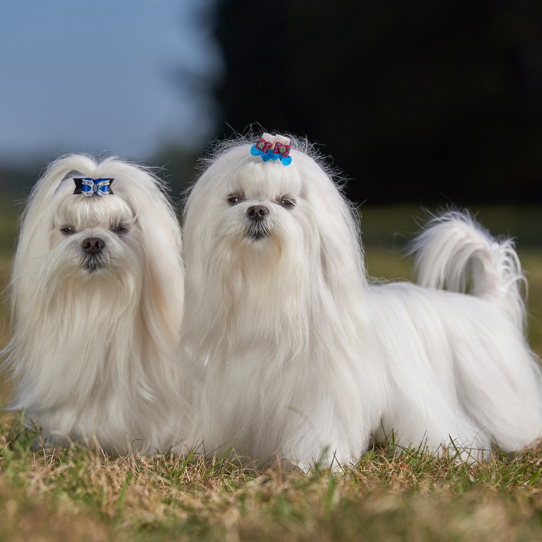 Maltese dog intelligence orders