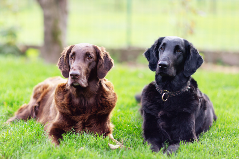 Flatcoated Retriever - Everything you need to know about the dog breed