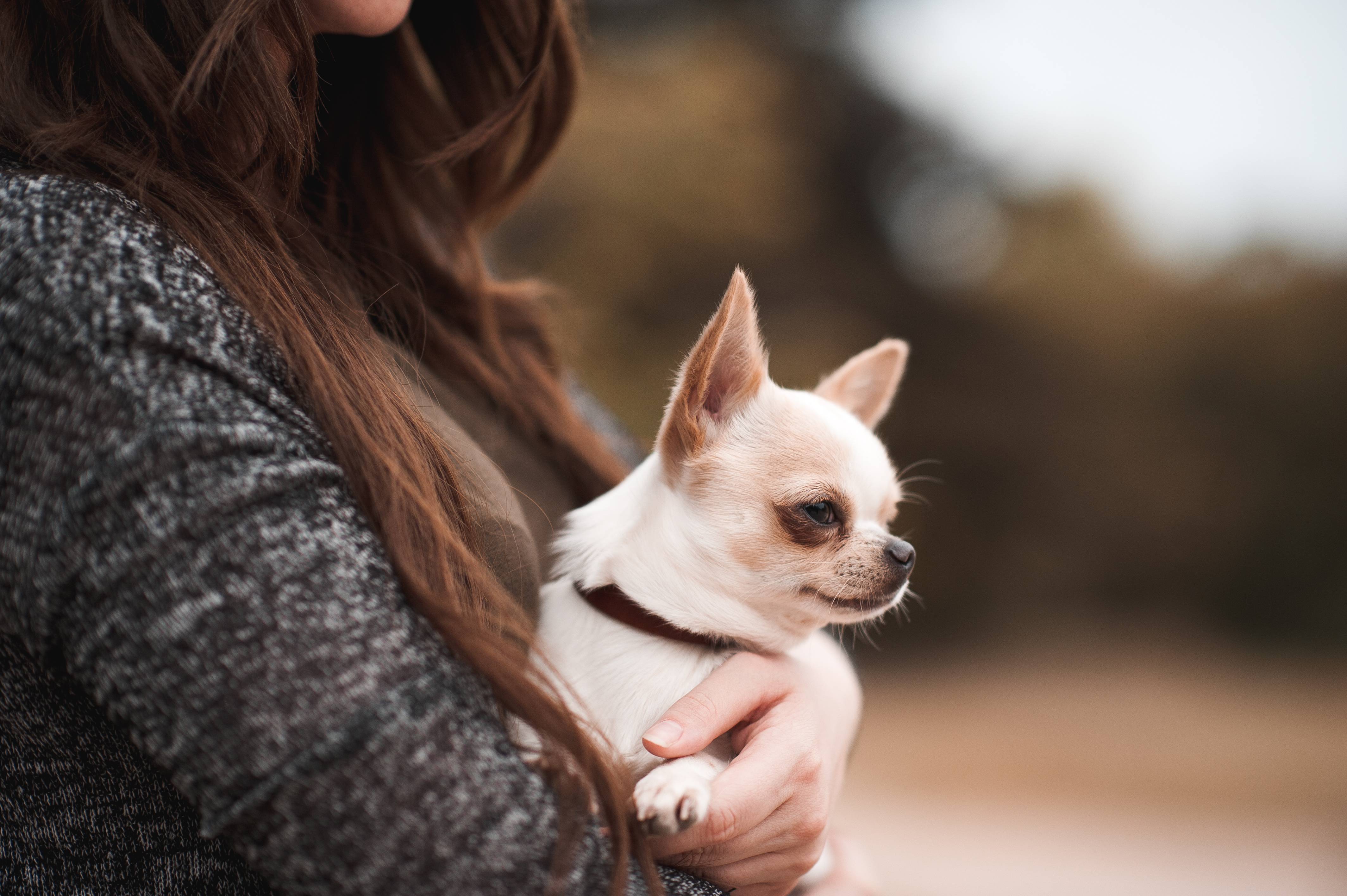 Visual Reference: When Your Dog Needs A Special Diet For Stomach Problems