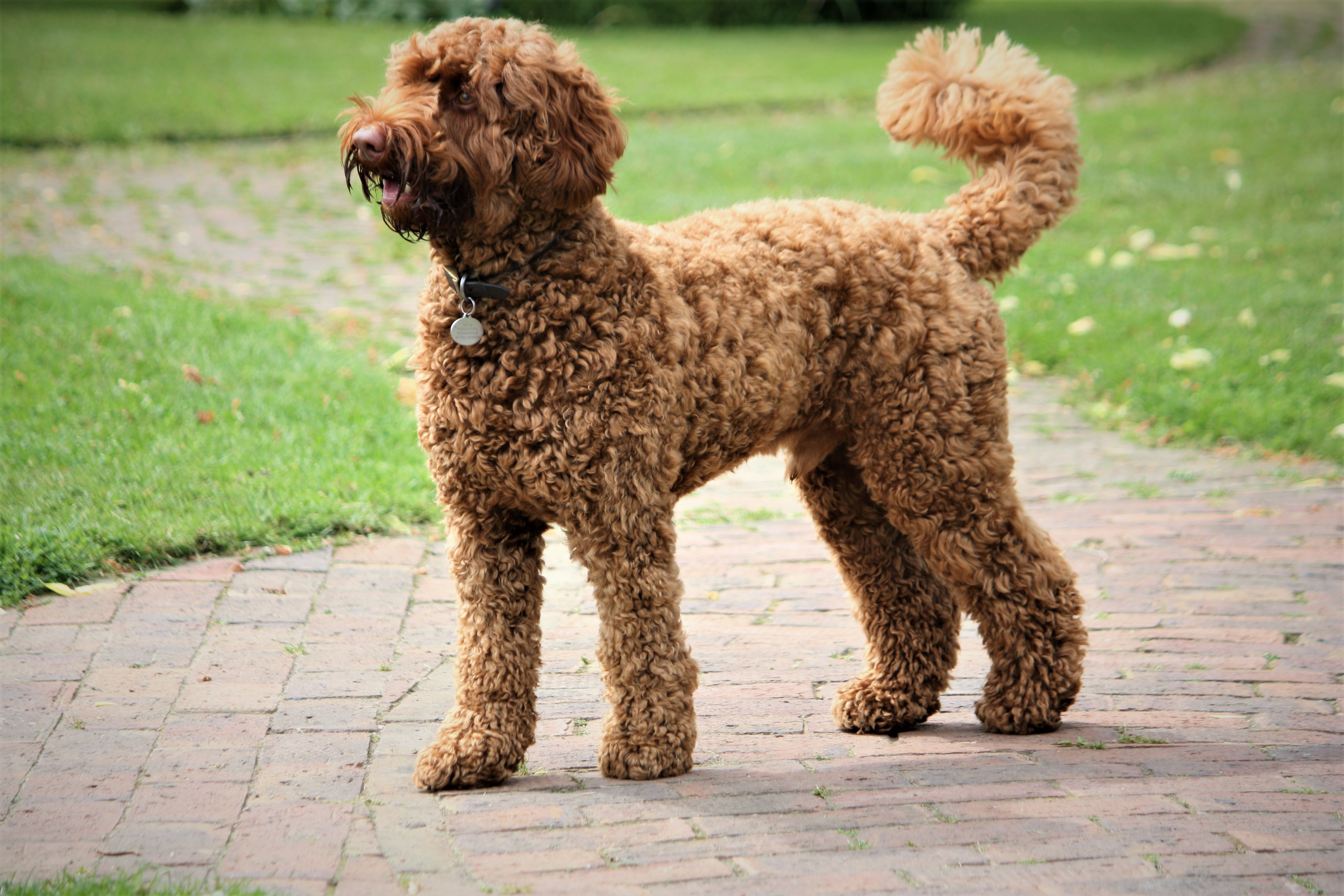 Labradoodle – Tout ce que vous devez savoir sur cette race de chien, image size:4272x2848