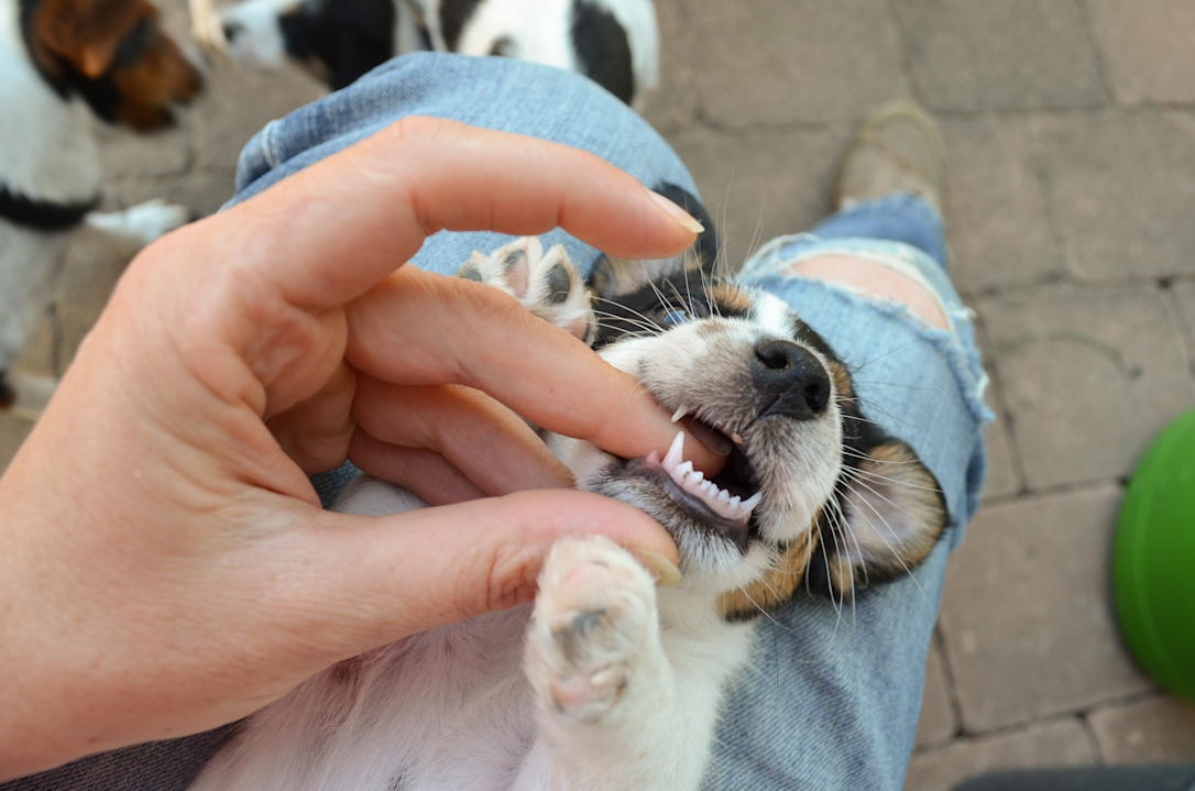 Learn more about puppy's baby teeth and tooth replacement Lassie