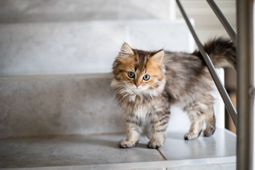 Katt i trapp