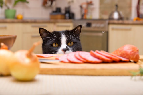 Toxic foods for your cat