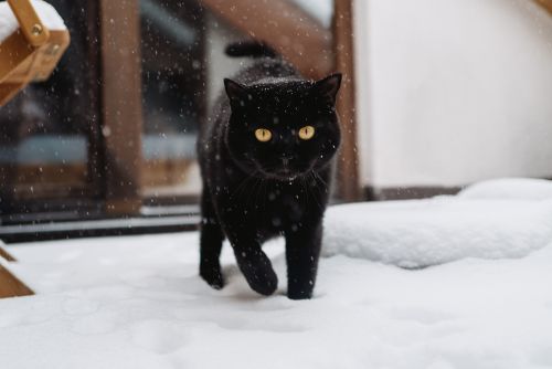 Protect your cat from cold damage