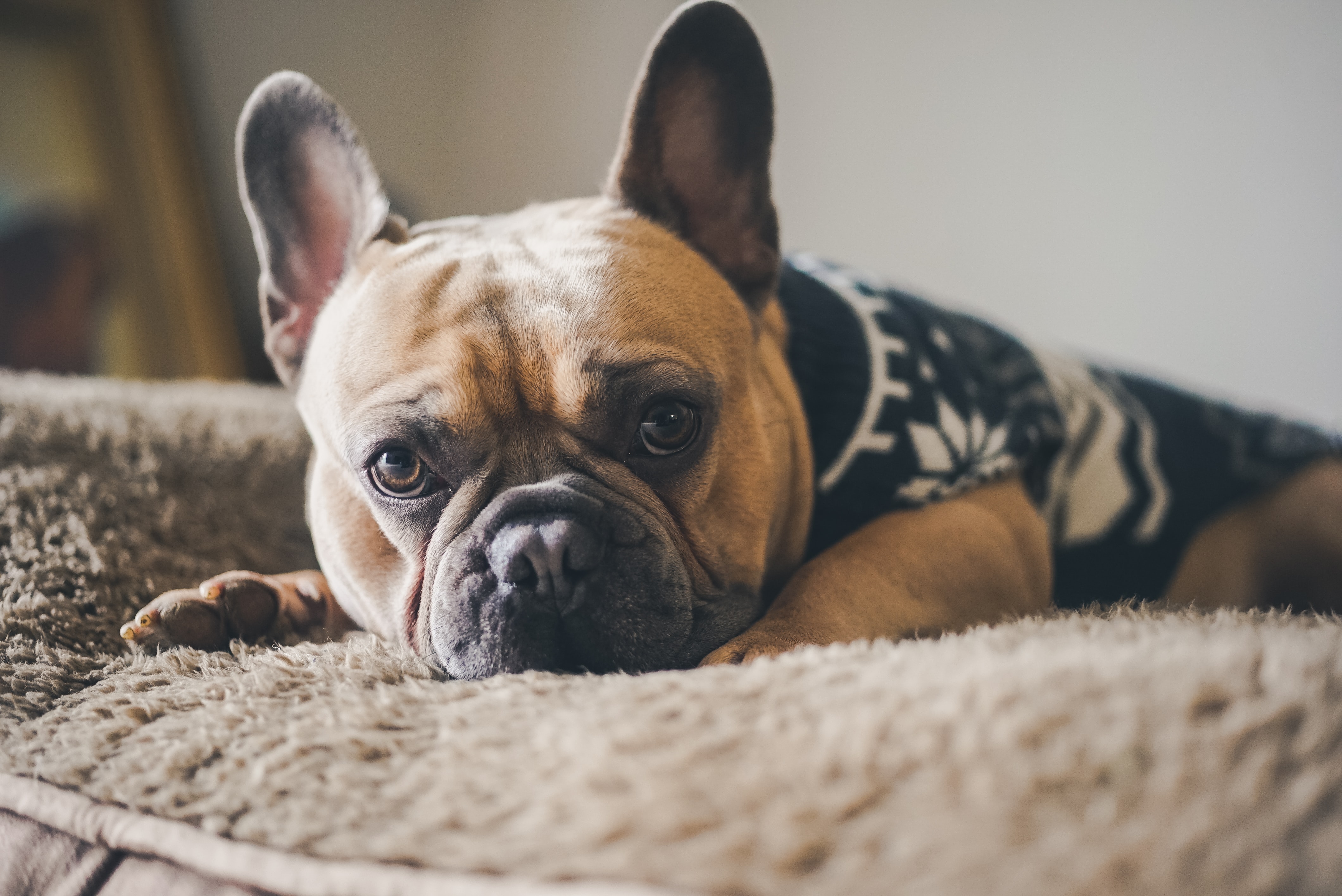 Was ist zu tun, wenn dein Hund einen ungeeigneten Gegenstand gefressen hat?  - Lassie