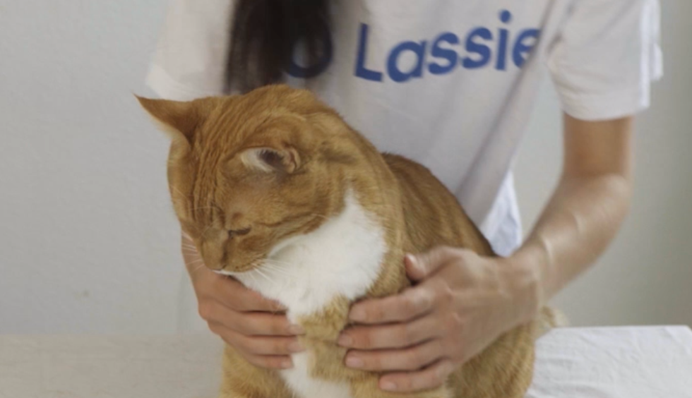 Katt