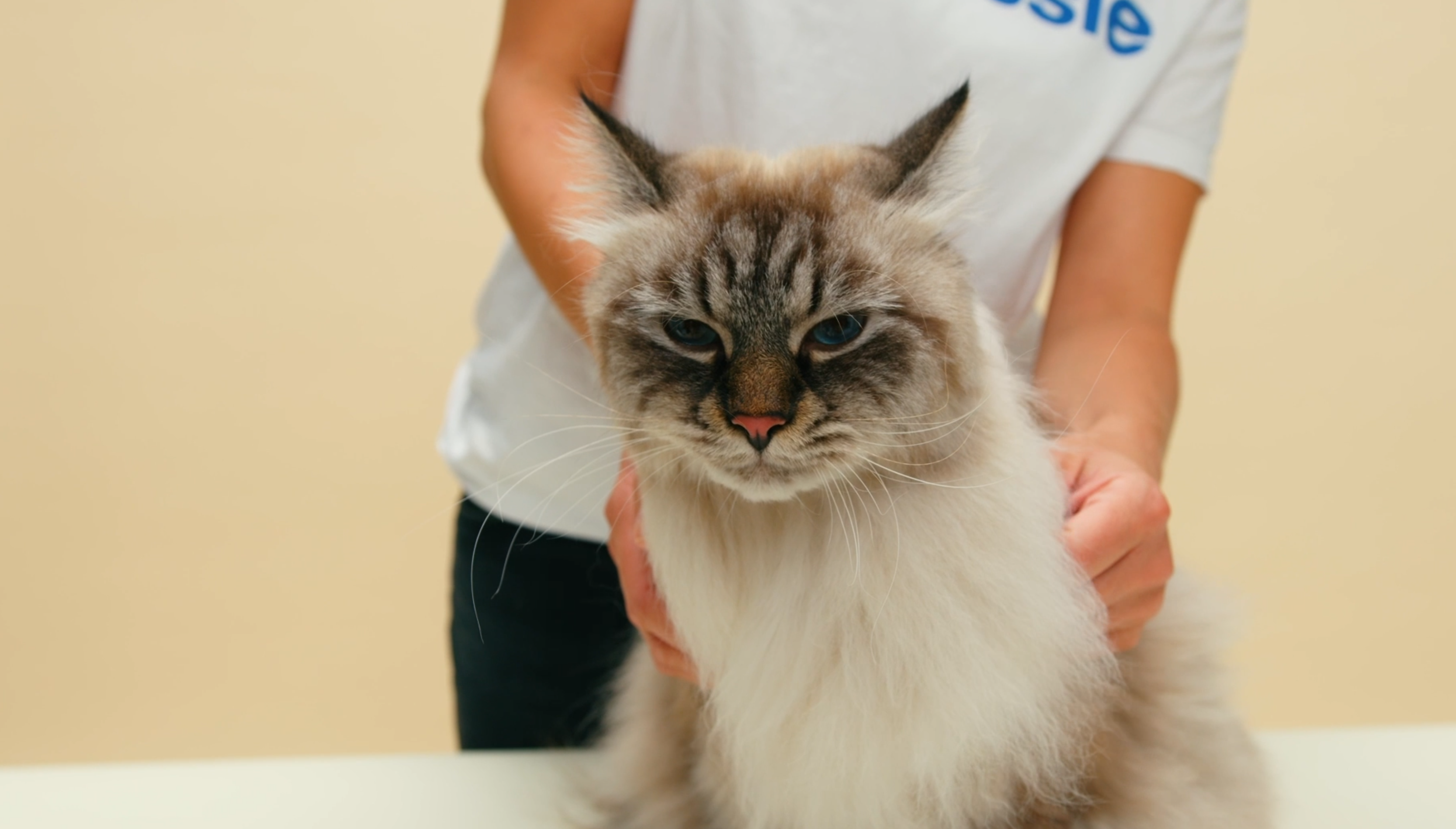 How to check your cat at home