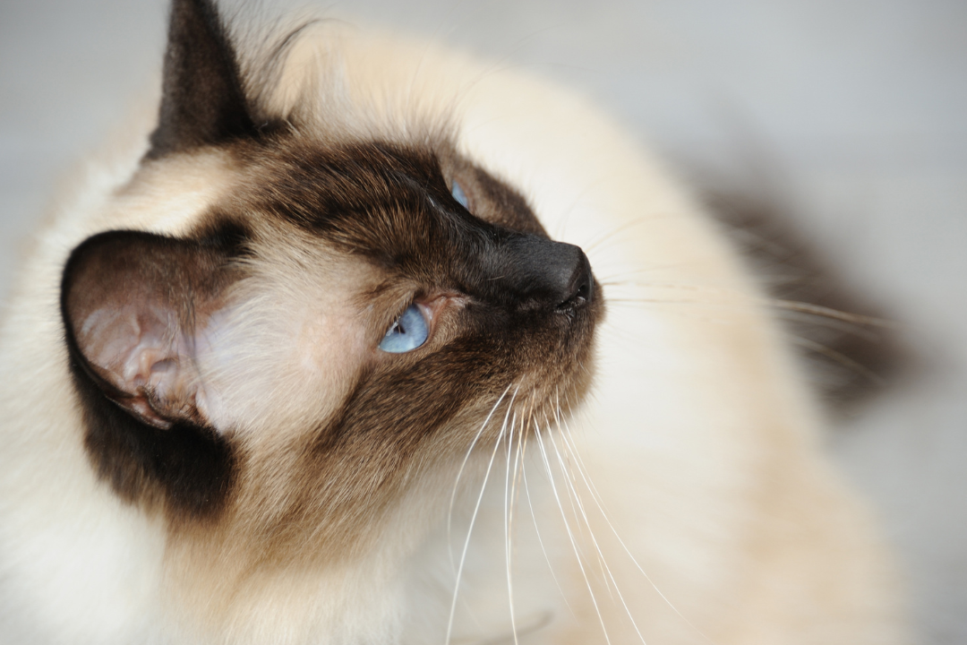 Birman - Everything you need to know about the cat breed Birman