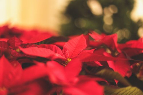 Christmas flowers and poisoning