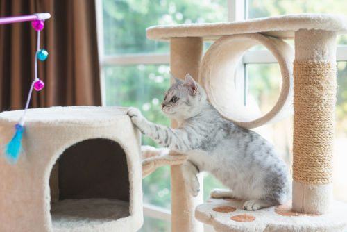 How you can activate your indoor cat