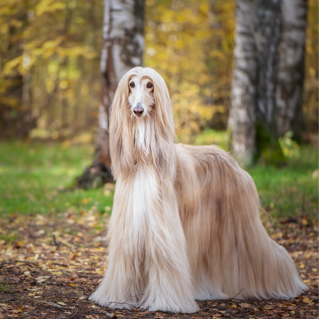 Guide - Afghan Hound