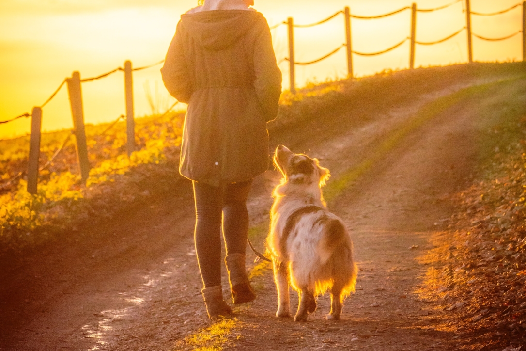 how-to-get-a-dog-that-makes-contact-lassie