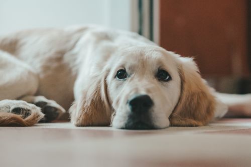 Analsäcksinflammation hund – Symtom & behandling 