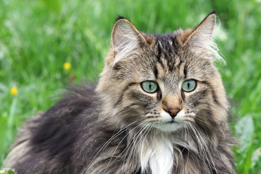 Norwergian Forest Cat - Everything you need to know about the cat breed ...